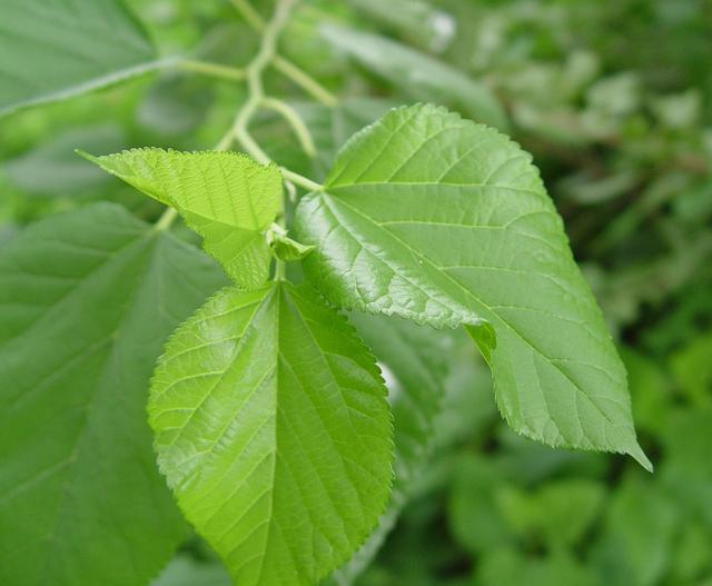 Mulberry Leaf