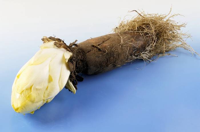 Chicory Root