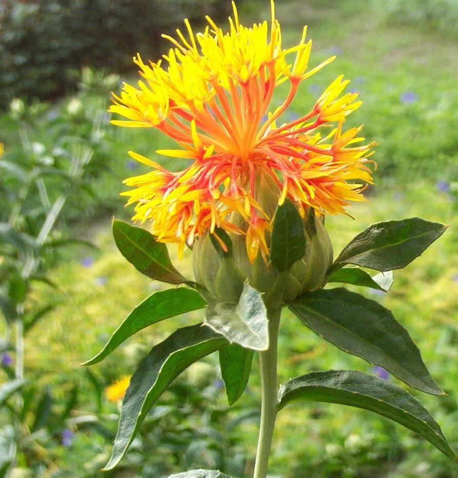 Safflower