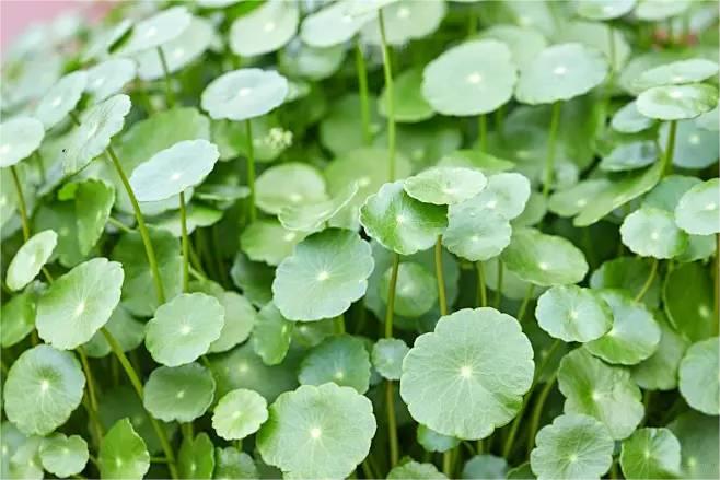 Centella Asiatic