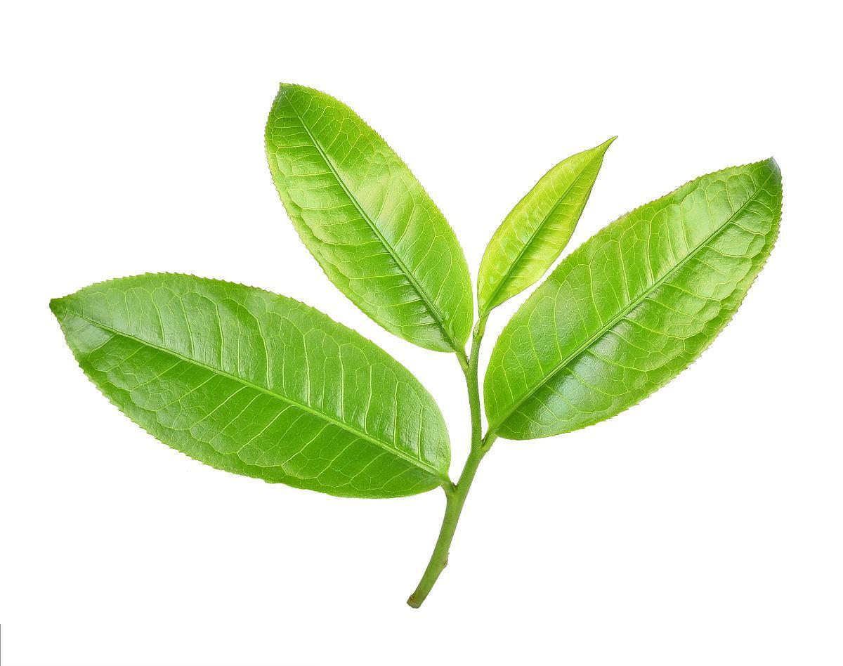 Green Tea Leaf