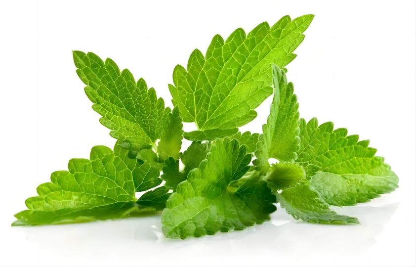 Lemon Balm  