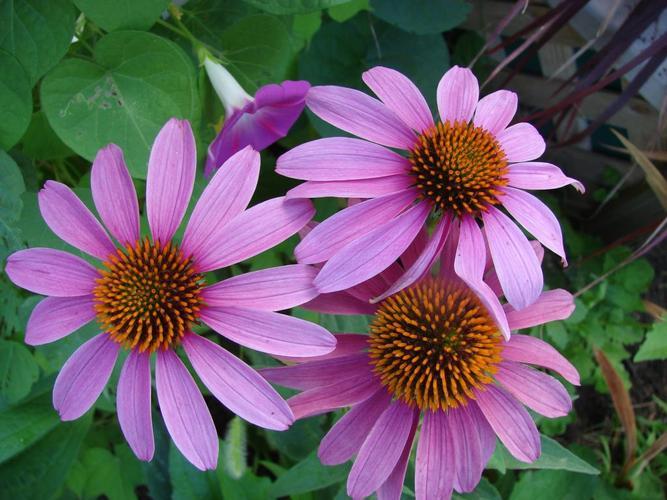 Echinacea