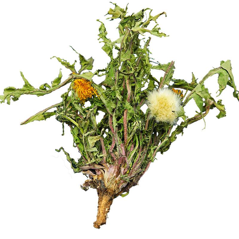 Dandelion Root