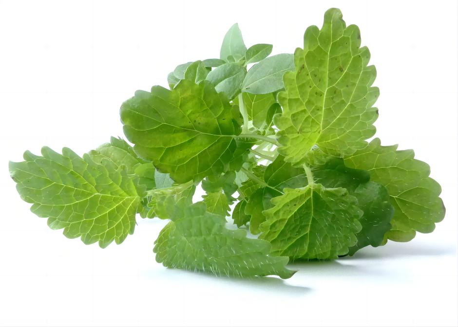 Lemon Balm Leaf Extract